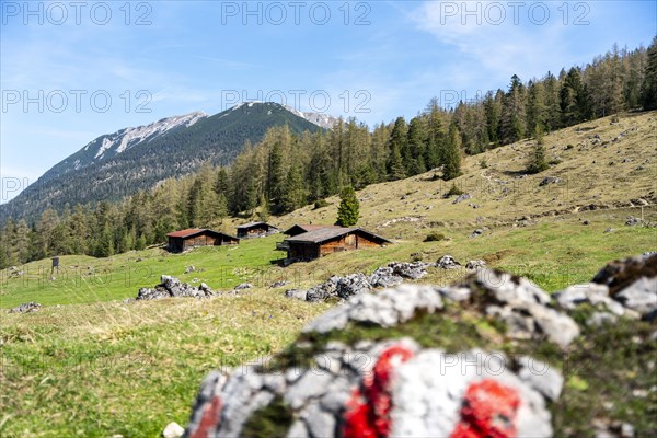 Alpine pasture landscape, Austria, Europe