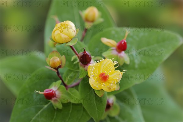 Sweet-amber (Hypericum androsaemum), flowers, ornamental plant, North Rhine-Westphalia, Germany,