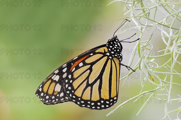 Monarch butterfly or monarch butterfly (Danaus plexippus), captive, occurrence in America