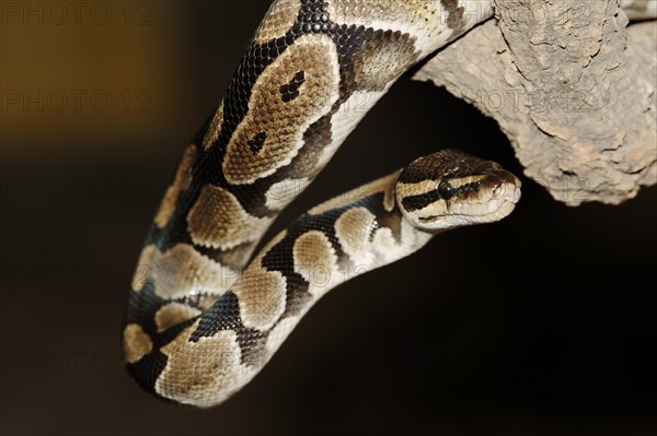 Royal python (Python regius), captive, occurring in Africa