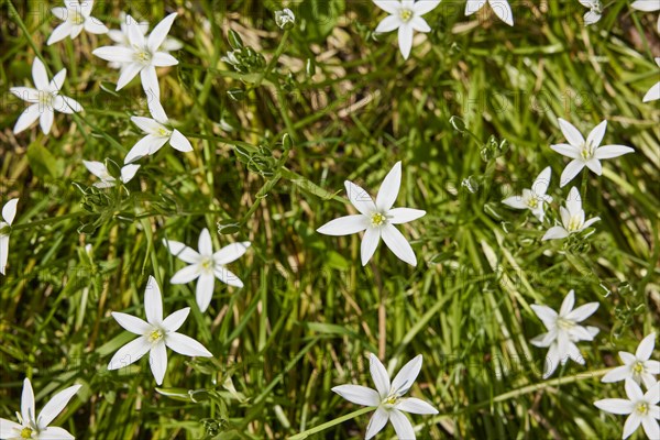 Umbellate star-of-bethlehem (Ornithogalum umbellatum) at the roadside in Friedrichstadt, district