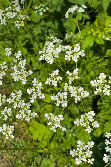 Small white flowers of common yarrow (Achillea millefolium), Germany, Europe