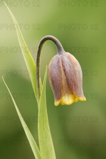 Turkish checkerboard flower or Michailovsky's fritillary (Fritillaria michailovskyi), flowers,