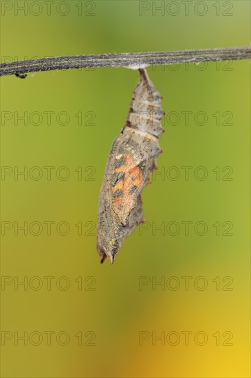 Small tortoiseshell (Nymphalis urticae, Aglais urticae), pupa shortly in front of hatching, North