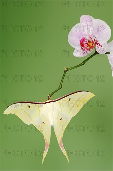 Indian luna moth (Actias selene), male on butterfly orchid (Phalaenopsis hybride), captive,