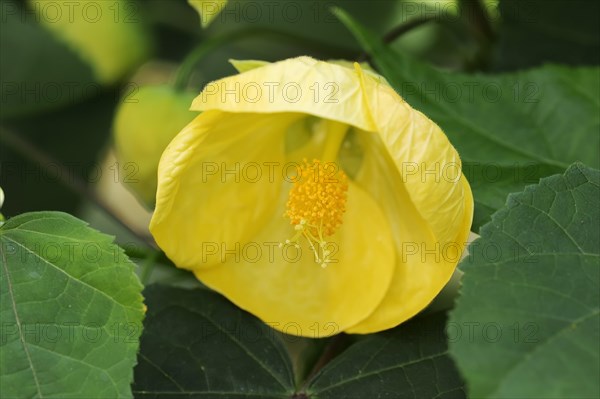 Beautiful mallow (Abutilon cultivar), flower, ornamental plant, North Rhine-Westphalia, Germany,