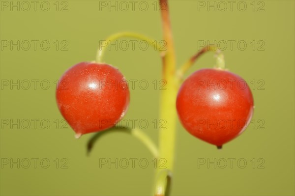 Lily of the valley (Convallaria majalis), berries, North Rhine-Westphalia, Germany, Europe