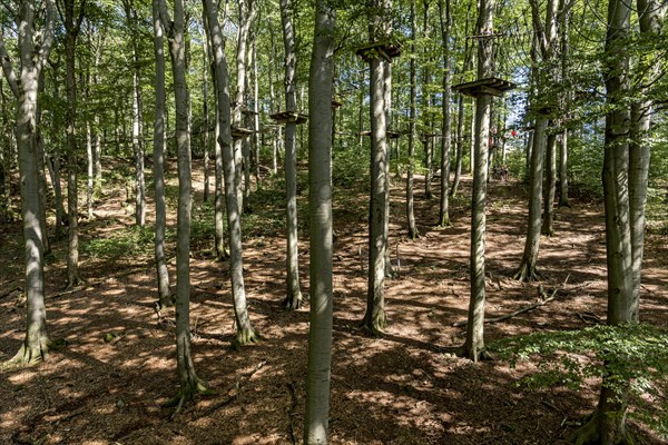 Platforms, ropes, rope ladders, suspension bridges, beech trees in the climbing forest, beech