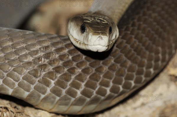 Black mamba (Dendroaspis polylepis), captive, occurring in Africa