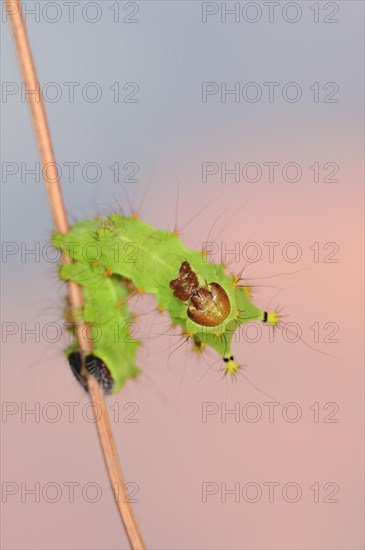 Indian luna moth (Actias selene), caterpillar, captive, occurrence in Asia
