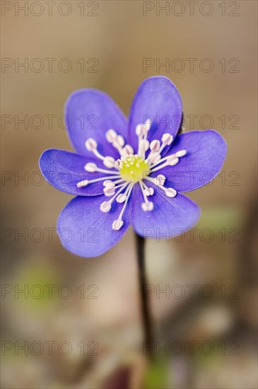 Liverwort (Hepatica nobilis, Anemone hepatica), flower, North Rhine-Westphalia, Germany, Europe