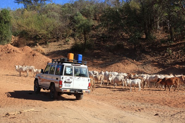 South Ethiopia, Omo Region, Nomads with their cattle walking in the dry riverbed of the Kizo River,