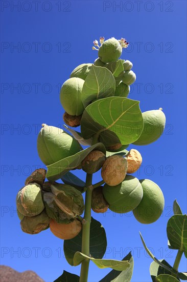 Southern Ethiopia, Omo region, blossom and fruit of the satanic apple, Ethiopia, Africa
