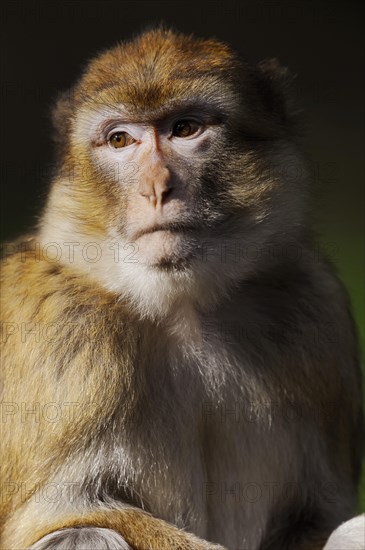 Barbary macaque (Macaca sylvanus), captive, portrait, occurring in Morocco, Algeria and Gibraltar