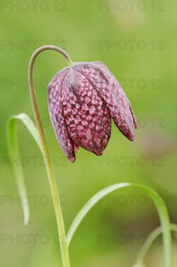 Snake's head fritillary (Fritillaria meleagris), flower, Lower Saxony, Germany, Europe