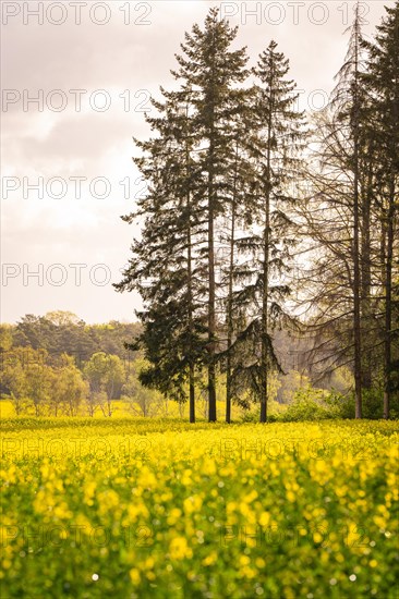 Large trees stand next to a flower meadow under a cloudy sky, the light brings a pleasant