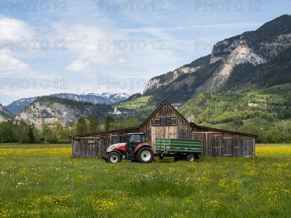Meadow with tall buttercups (Ranunculus acris), greater buttercup, common buttercup, behind hay