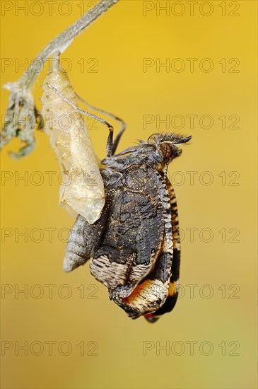 Small tortoiseshell (Nymphalis urticae, Aglais urticae) freshly hatched, North Rhine-Westphalia,