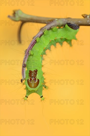 Indian luna moth (Actias selene), caterpillar, captive, occurrence in Asia