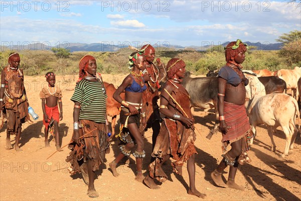 South Ethiopia, Omo region, among the tribe of the Hamar, Hamer, Hamma, Hammer, Amar or Amer, bulls