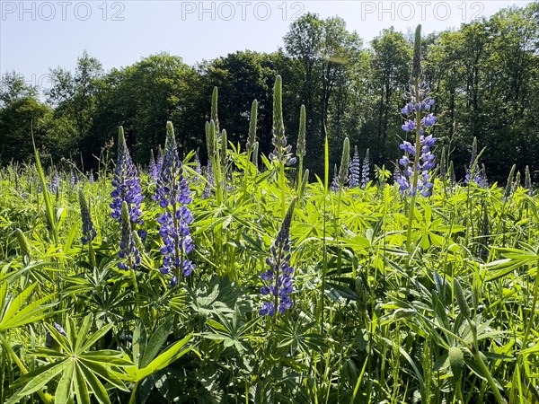 Wild Narrow-leaved lupin (Lupinus angustifolius) growing in the wild in a landscape conservation