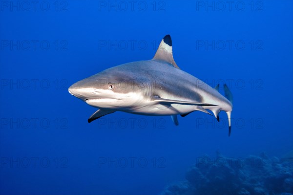 Blacktip reef shark (Carcharhinus melanopterus) Blacktip reef shark swimming over coral reef in