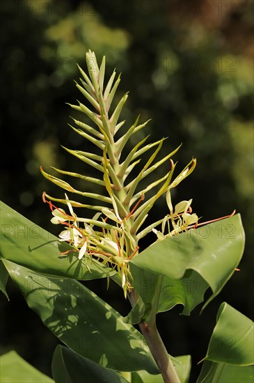 Kahili gingers (Hedychium gardnerianum), inflorescence, ornamental plant, occurring in Asia