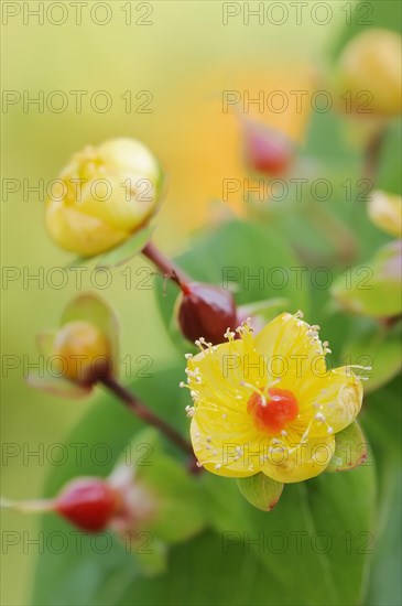 Sweet-amber (Hypericum androsaemum), flowers, ornamental plant, North Rhine-Westphalia, Germany,