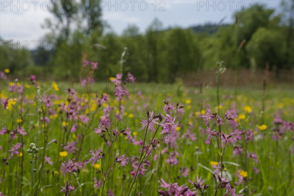 Flower meadow on the banks of the Roetenbach near Wielandsweiler, Rottal, Rot, ragged robin