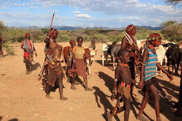 South Ethiopia, Omo region, among the tribe of the Hamar, Hamer, Hamma, Hammer, Amar or Amer, bulls