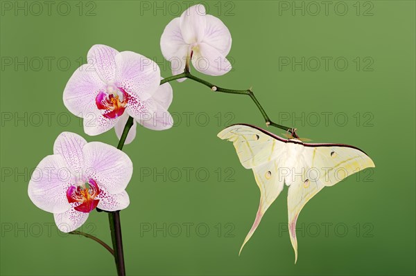 Indian luna moth (Actias selene), male on butterfly orchid (Phalaenopsis hybride), captive,