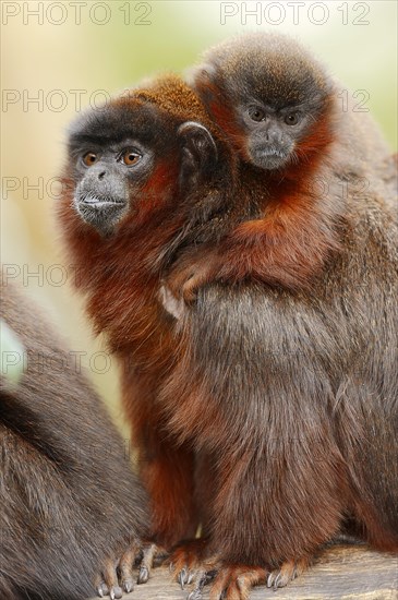 Coppery titi or red titi (Plecturocebus cupreus, Callicebus cupreus), female with young, captive,
