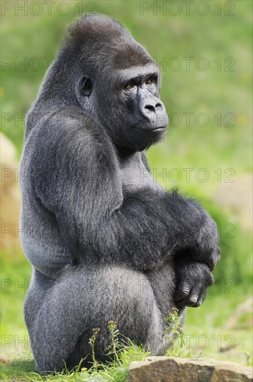 Western lowland gorilla (Gorilla gorilla gorilla), male, silverback, captive, occurring in Africa