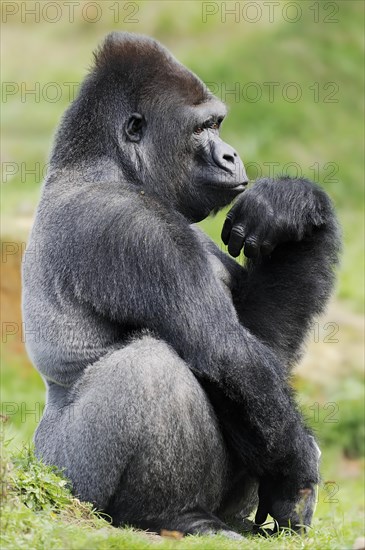 Western lowland gorilla (Gorilla gorilla gorilla), male, silverback, captive, occurring in Africa