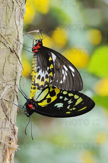 Bird moth (Ornithoptera priamus), male and female copulating, captive, occurrence in Australia