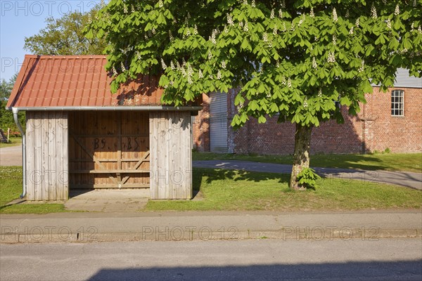 Bus shelter at a bus stop under a chestnut tree (Aesculus hippocastanum) in Schafstedt,
