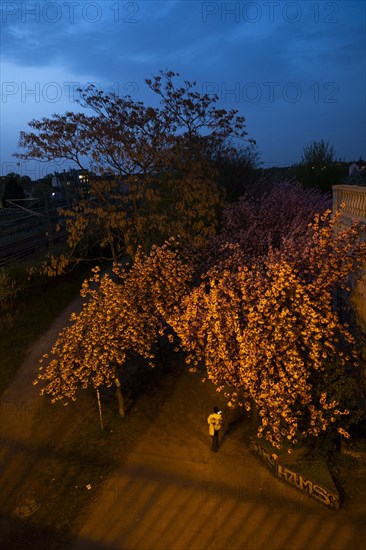 Germany, Berlin, 08.04.2024, Cherry blossom Norwegerstrasse /Norwegerweg, (Bornholmer Strasse /