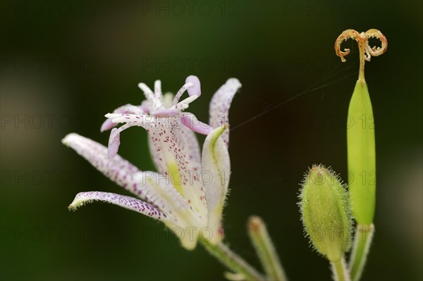 Toad lily (Tricyrtis hirta), flower, ornamental plant, North Rhine-Westphalia, Germany, Europe