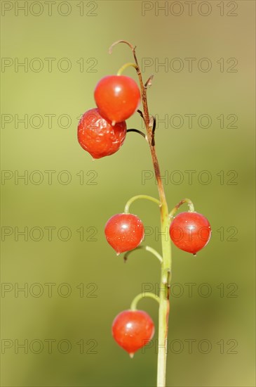 Lily of the valley (Convallaria majalis), berries, North Rhine-Westphalia, Germany, Europe