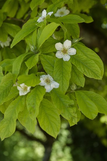 Flowering medlar (Mespilus germanica), rose plant, Schoental, Jagsttal, Jagst, Hohenlohe,