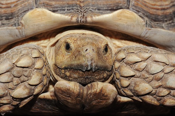 African spurred tortoise (Centrochelys sulcata), male, captive, occurrence in Africa