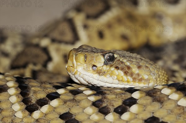Mexican west coast rattlesnake (Crotalus basiliscus), captive, occurrence in Mexico