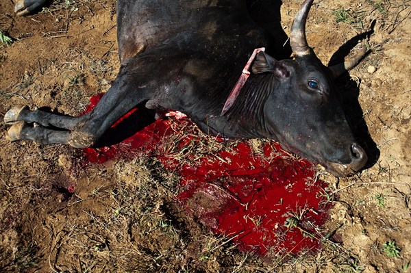 Zebu with throat cut, slaughtered to celebrate the famadihana funerary tradition, Betsileo