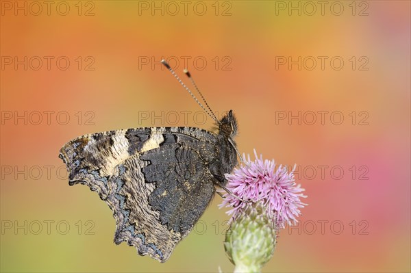 Small tortoiseshell (Nymphalis urticae, Aglais urticae), North Rhine-Westphalia, Germany, Europe