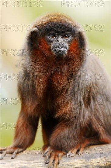Coppery titi or red titi (Plecturocebus cupreus, Callicebus cupreus), captive, occurring in Brazil