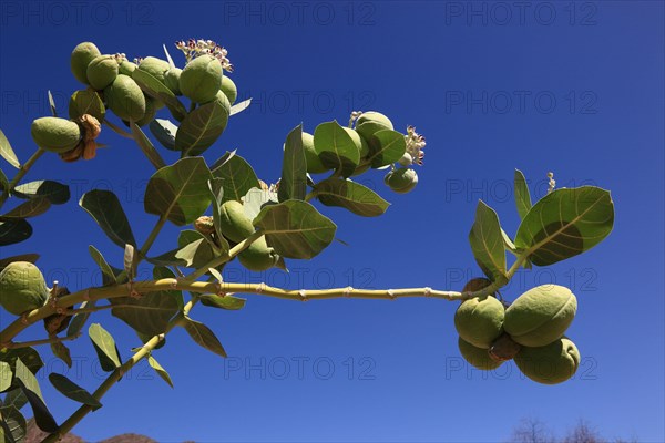 Southern Ethiopia, Omo region, blossom and fruit of the satanic apple, Ethiopia, Africa