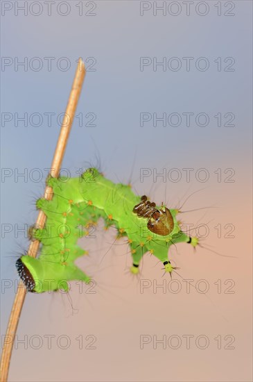 Indian luna moth (Actias selene), caterpillar, captive, occurrence in Asia