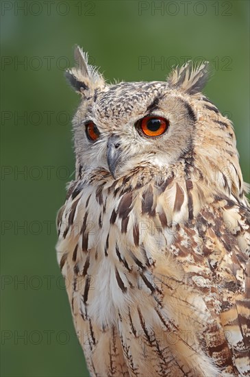 Bengal Eagle Owl (Bubo bengalensis, Bubo bubo bengalensis), captive, occurrence in Asia
