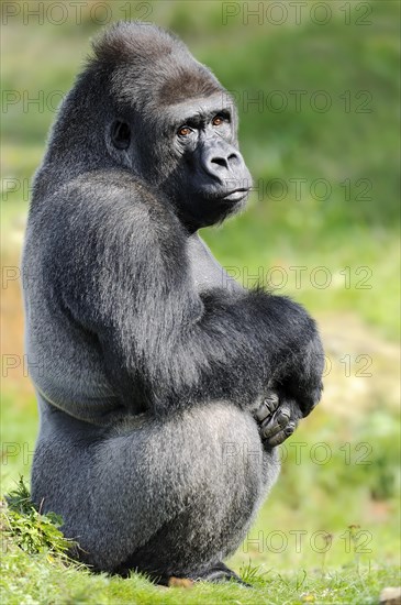 Western lowland gorilla (Gorilla gorilla gorilla), male, silverback, captive, occurring in Africa