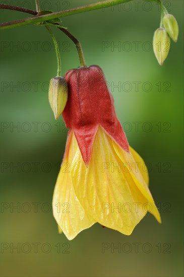 Beautiful mallow (Abutilon cultivar), flower, ornamental plant, North Rhine-Westphalia, Germany,